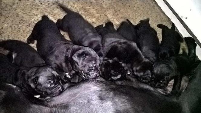 CANE CORSO stenci - odlicnog porekla