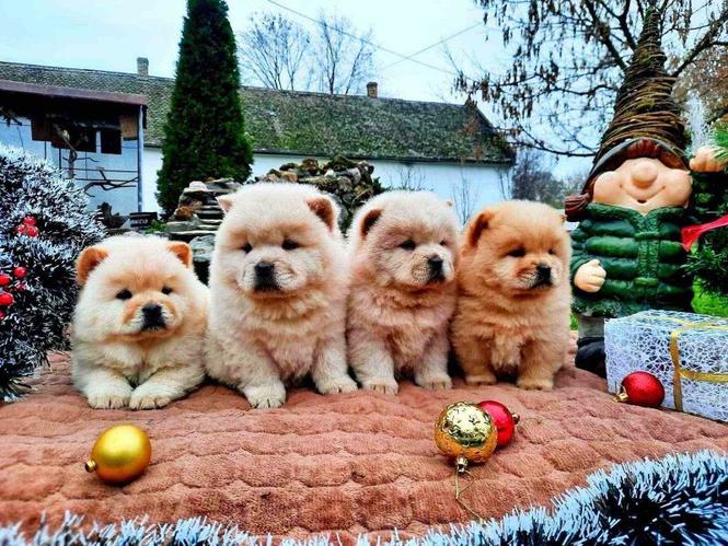 Cau cau Chow chow stenad