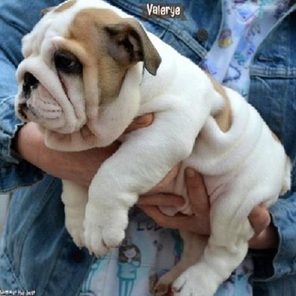 Engleski-Buldog-