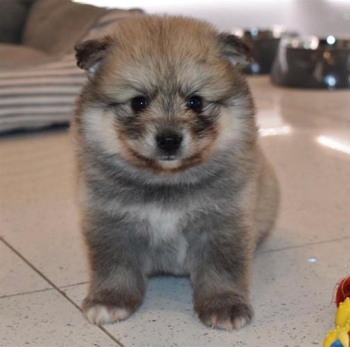 Divni psići Pomsky dostupni.
