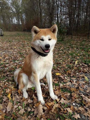 AKITA INU - prelepi muzjak za parenje