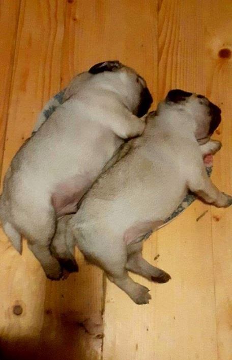 Mops-štenci