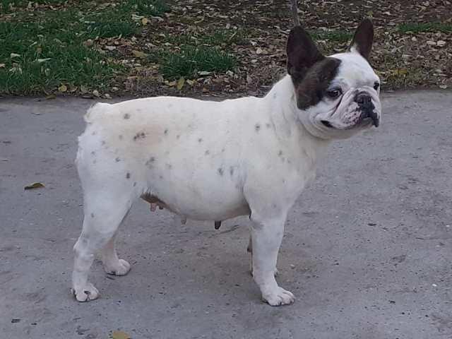 Francuski-buldog--zreli-psi