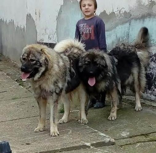 Kavkaski ovčar  tri ženke 