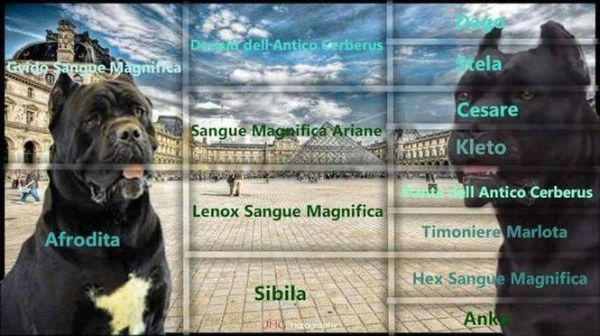 Cane Corso stenci vrhunski kvalitet