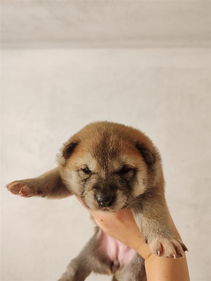 Šiba--Shiba--inu-štenci