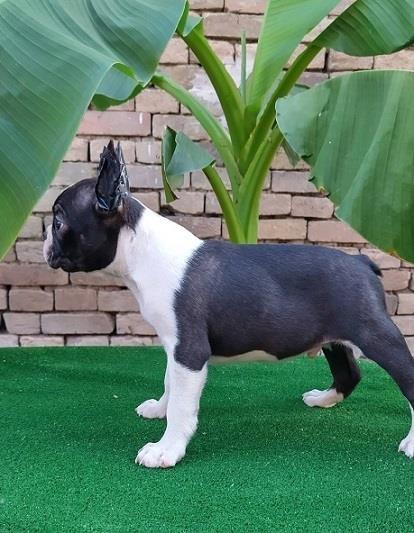 Boston-terrier