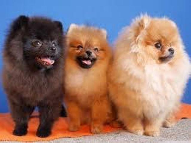 Pomeranac