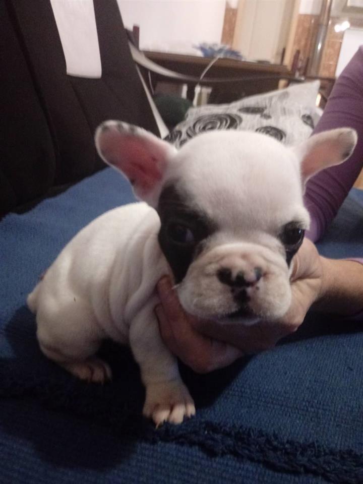 Francuski-buldog-stenad