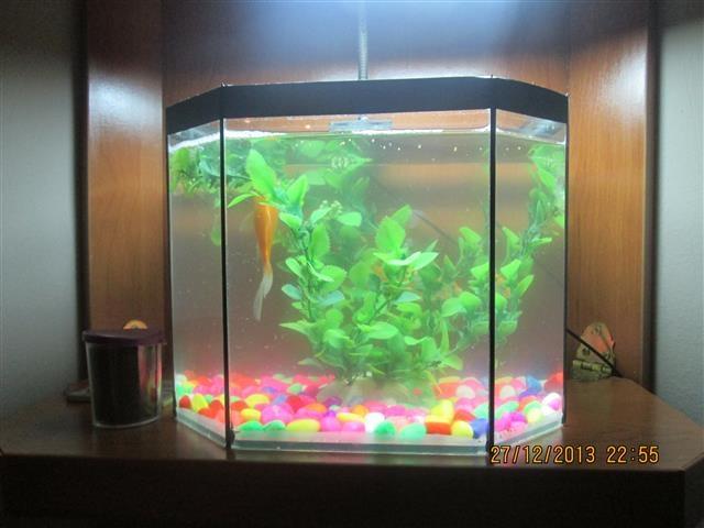 Akvarijum