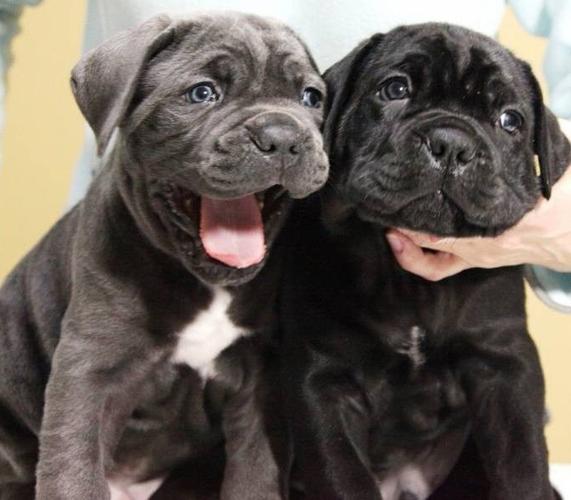 Cane Corso VRHUNSKI štenci