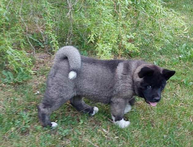 Americka Akita, stenci