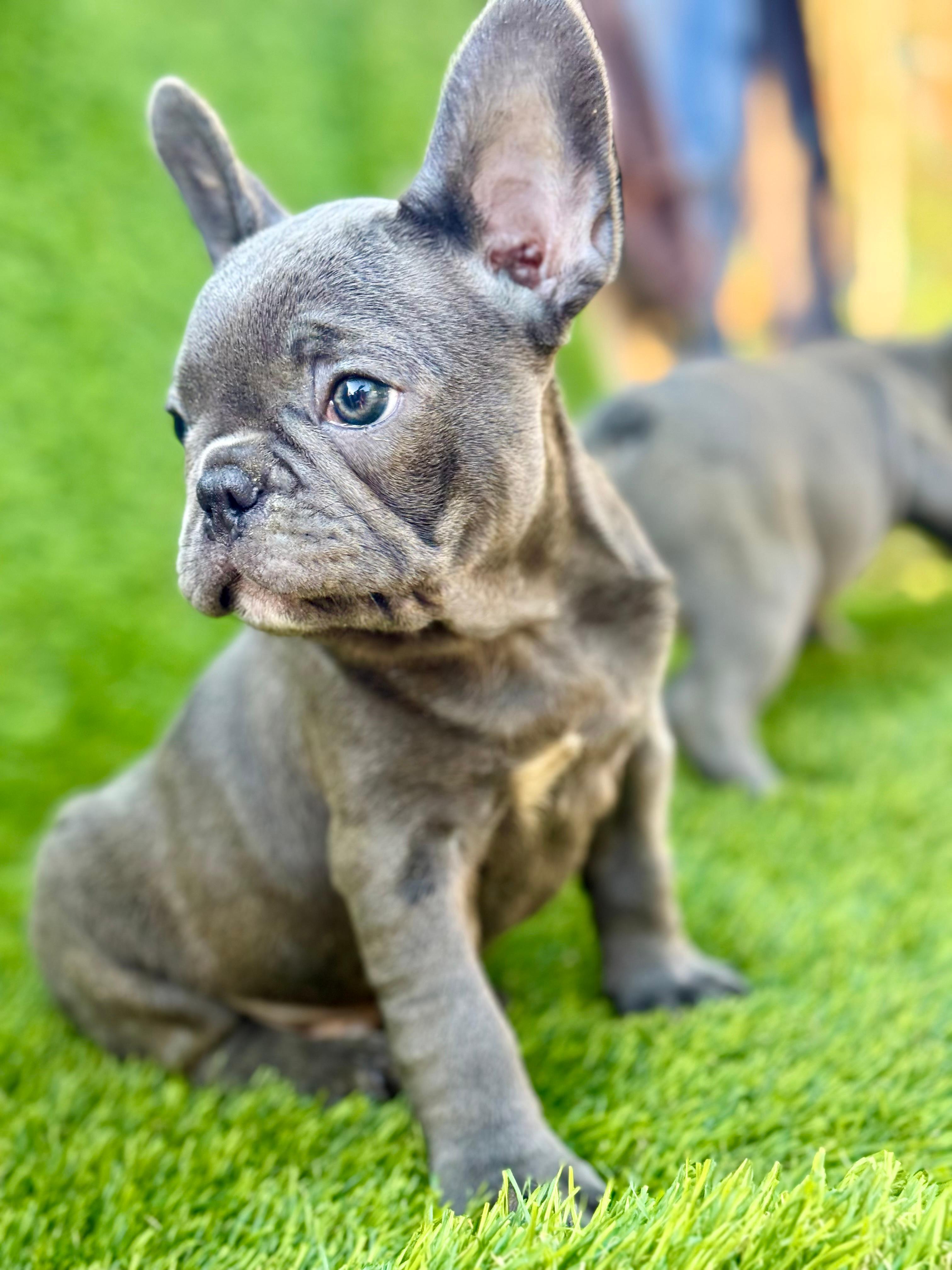 Francuski-buldog-štenci