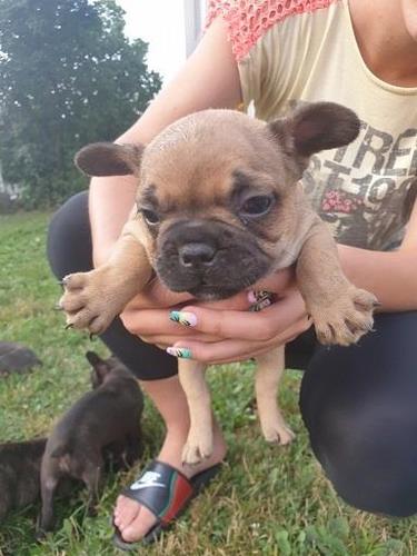 Francuski buldog štenci