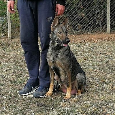 STENCI SIVOG/ GVOZDENOG NEMACKOG OVCARA
