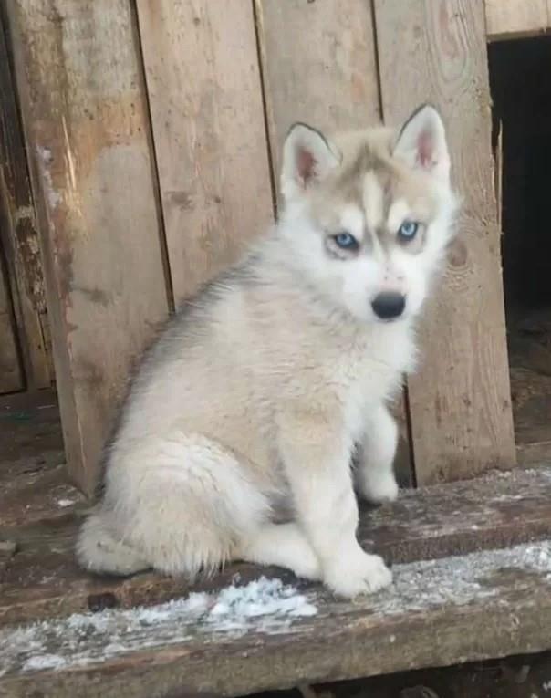 Sibirski-Haski-i-Samojed-stenci
