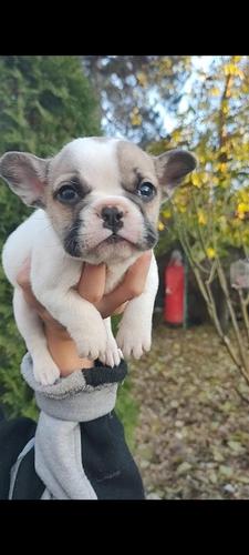 Francuski Buldog EXOTIC