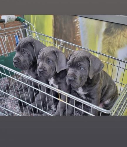 Plavo sivi štenci Cane Corso
