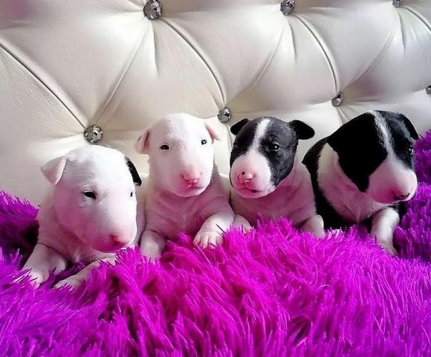 Bullterijer i Dogo Argentino stenci