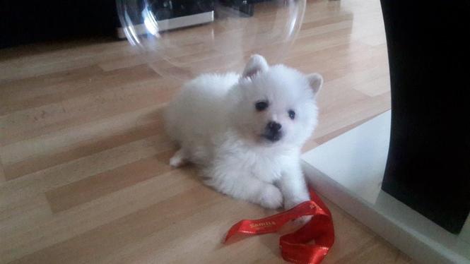 Pomeranac  Boo štene