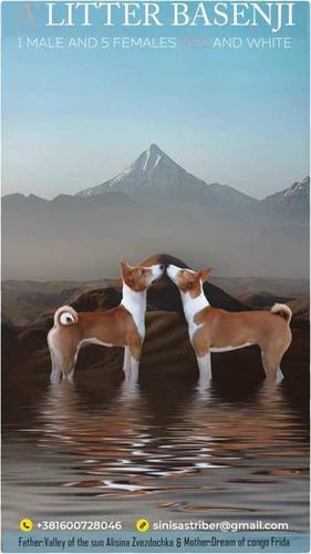 Basenji (Basendži) štenci