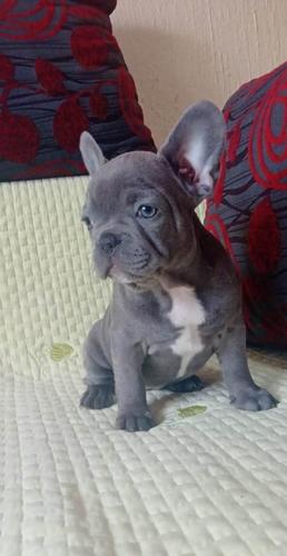 Francuski Buldog EXOTIC