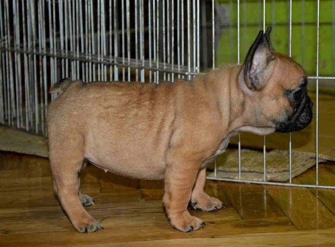 FRANCUSKI BULDOG stenci sa pedigreom