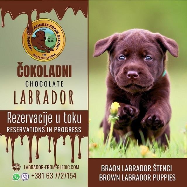 Braon-Labrador-