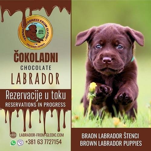 Braon Labrador 