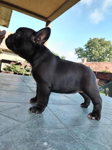 Francuski buldog
