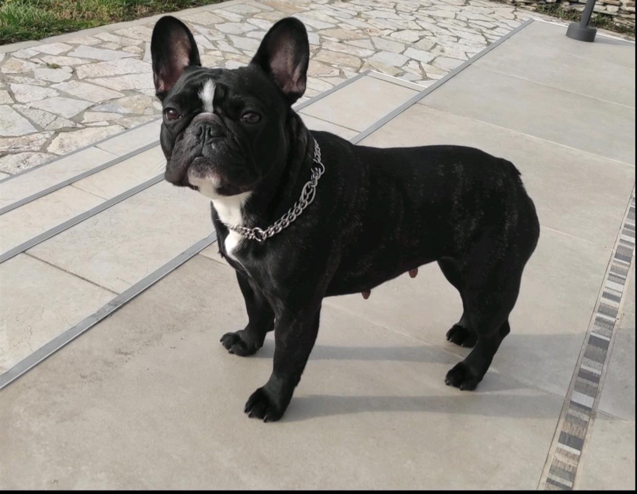Francuski-buldog-štenci-u-ponudi