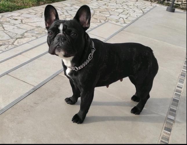 Francuski buldog štenci u ponudi