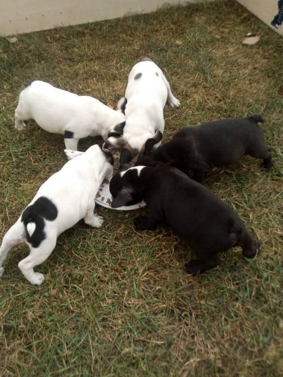 Francuski-buldog-štenci