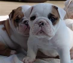 british bulldog
