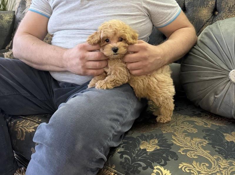 Maltipoo-vrhunske-genetike