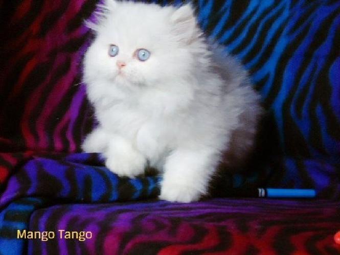 CFA Dollface Teacup Persian Kotele falas