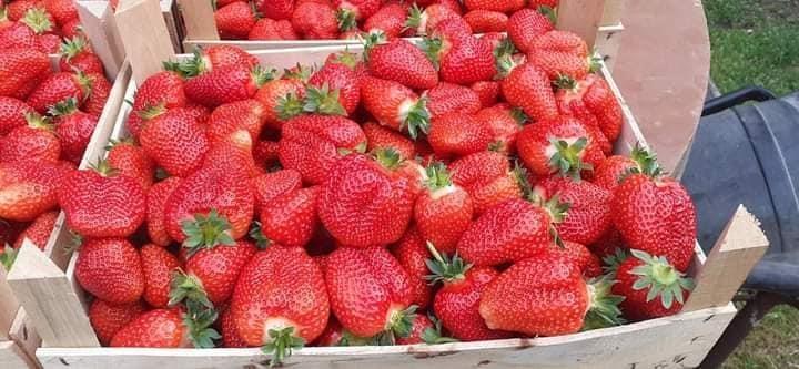 PRODAJA-SADNICA-JAGODE-MJESECARKE-MAJA-ALBA--TEL-062780719-C
