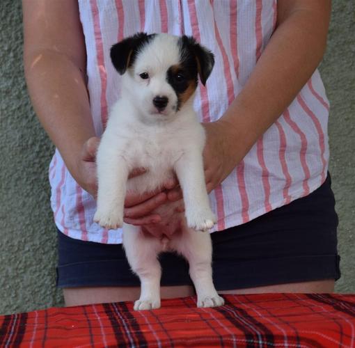Dzek Rasel/Jack Russell štenci