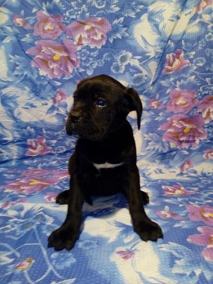 Cane-corso-stenci