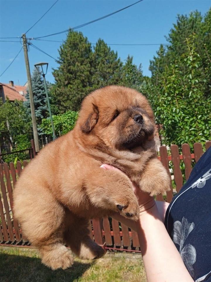 Chow-chow