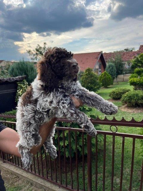 Lagotto-Romagnolo-štenci