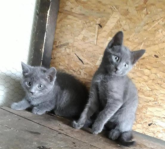 PRODAJA RUSKIH PLAVIH MAČIĆA