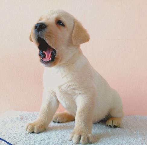 LABRADOR RETRIVER stenci izlozbenog potencijala