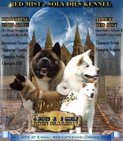 AMERICKA AKITA - stenci extra odnegovani