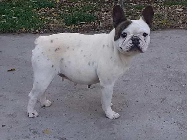 Francuski-buldog--zreli-psi