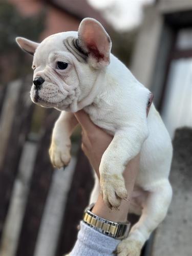 Francuski buldog štene