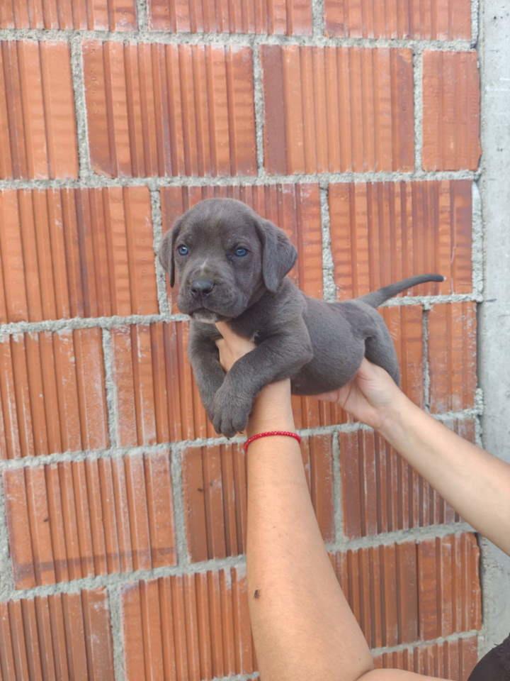 Cane-Corso-štenci-šampionskog-porekla-