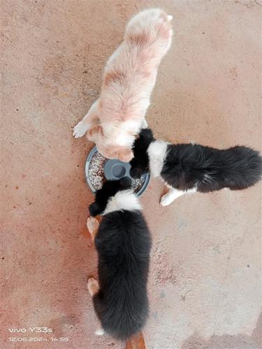 Border collie