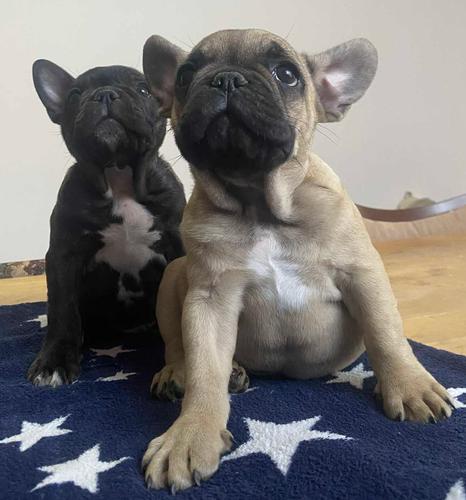 Francuski buldog