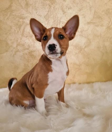 Basenji muško stene